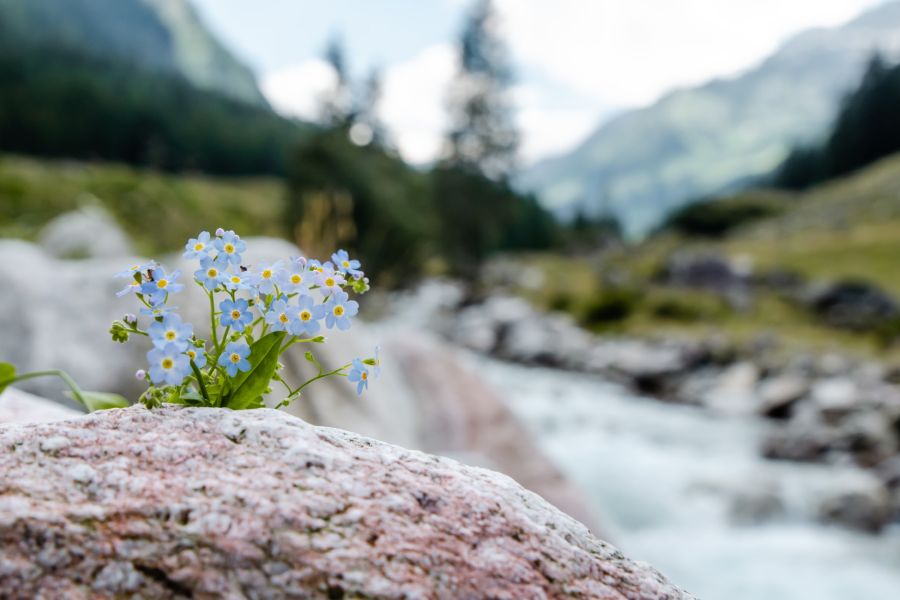 Enzianhuette Und Hauserhof 96